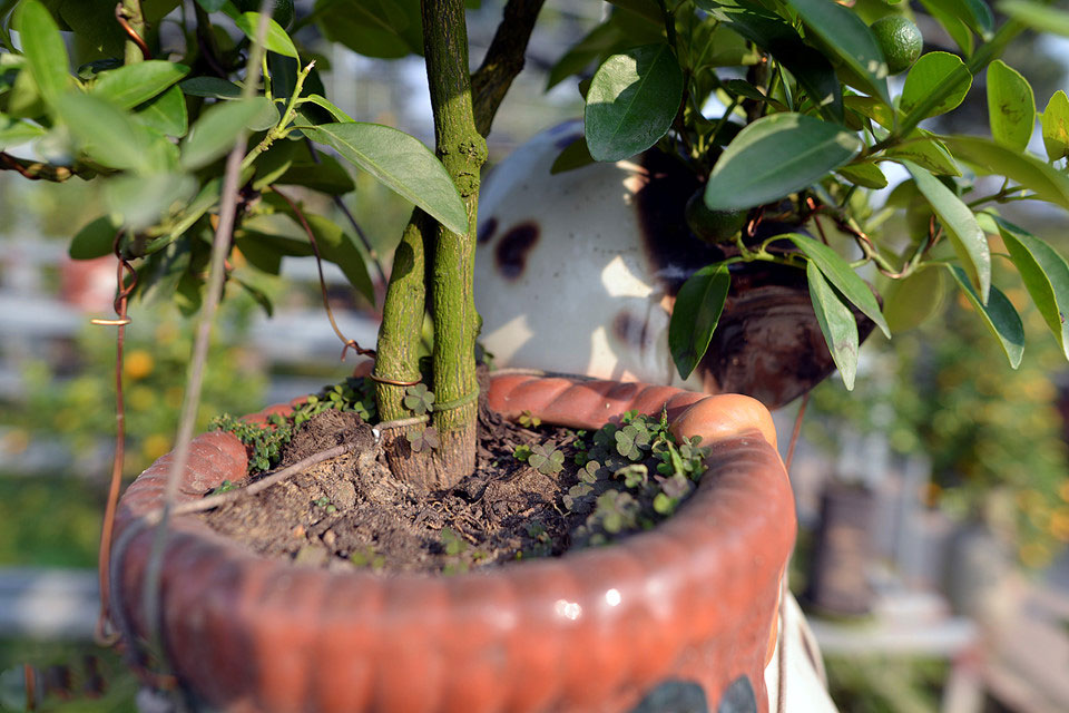 Quất ngự lưng chó đốm phục vụ Tết Nguyên đán